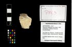 Foto (Objekt + Etikett) von Pithonoton marginatum (von Meyer, 1842)  (NHMW-GEO-2014-0194-0863)